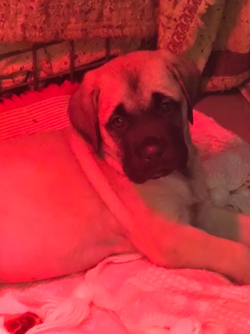 APHRODYTE Du Domaine Des Dieux Du Feu