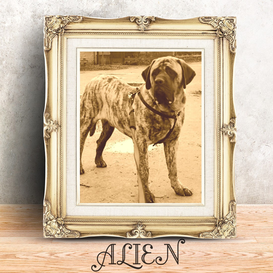 ALIEN des Mastiffs d'Enfer