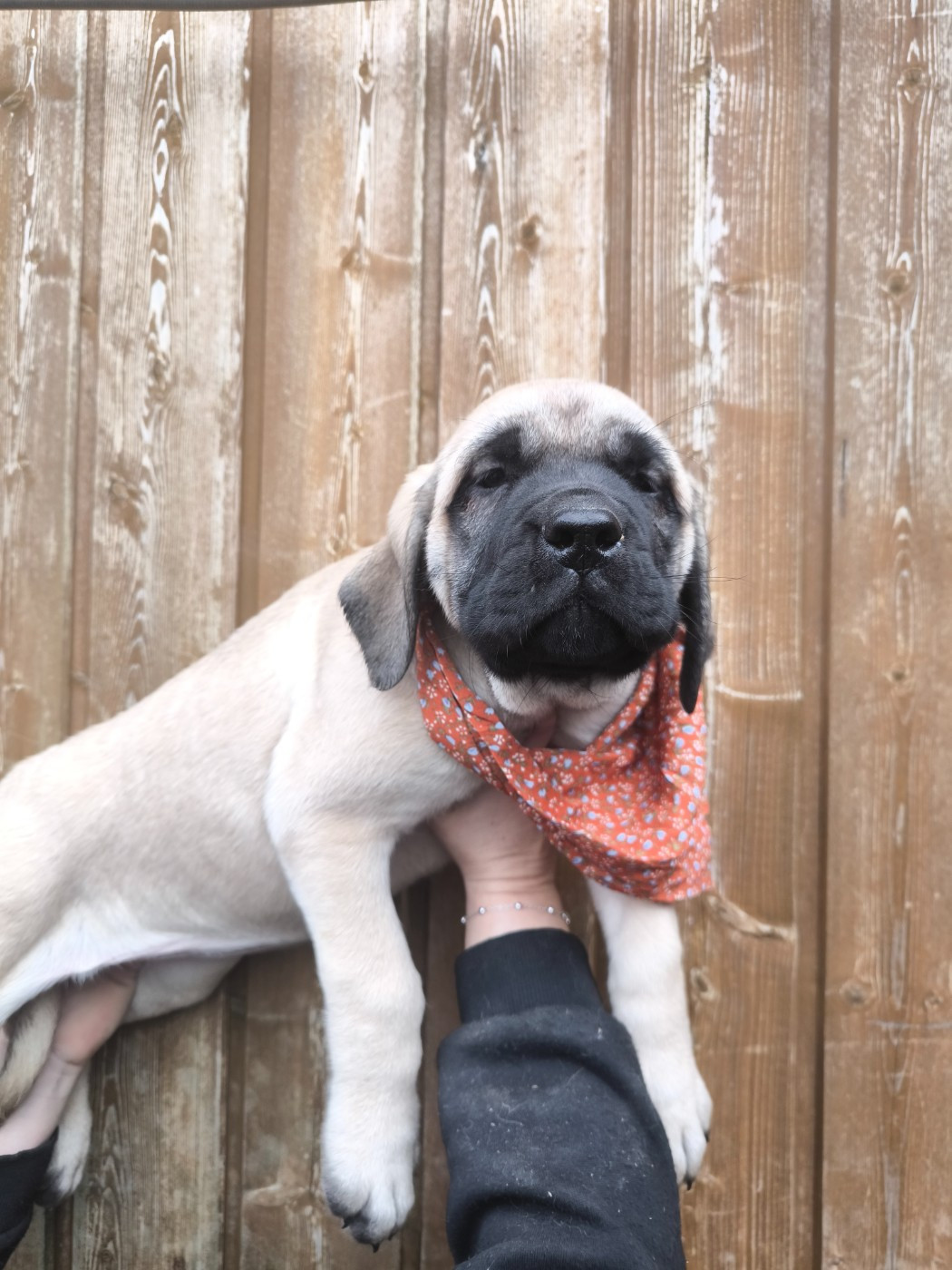 Chiots de Vicky / Oliver 10 semaines