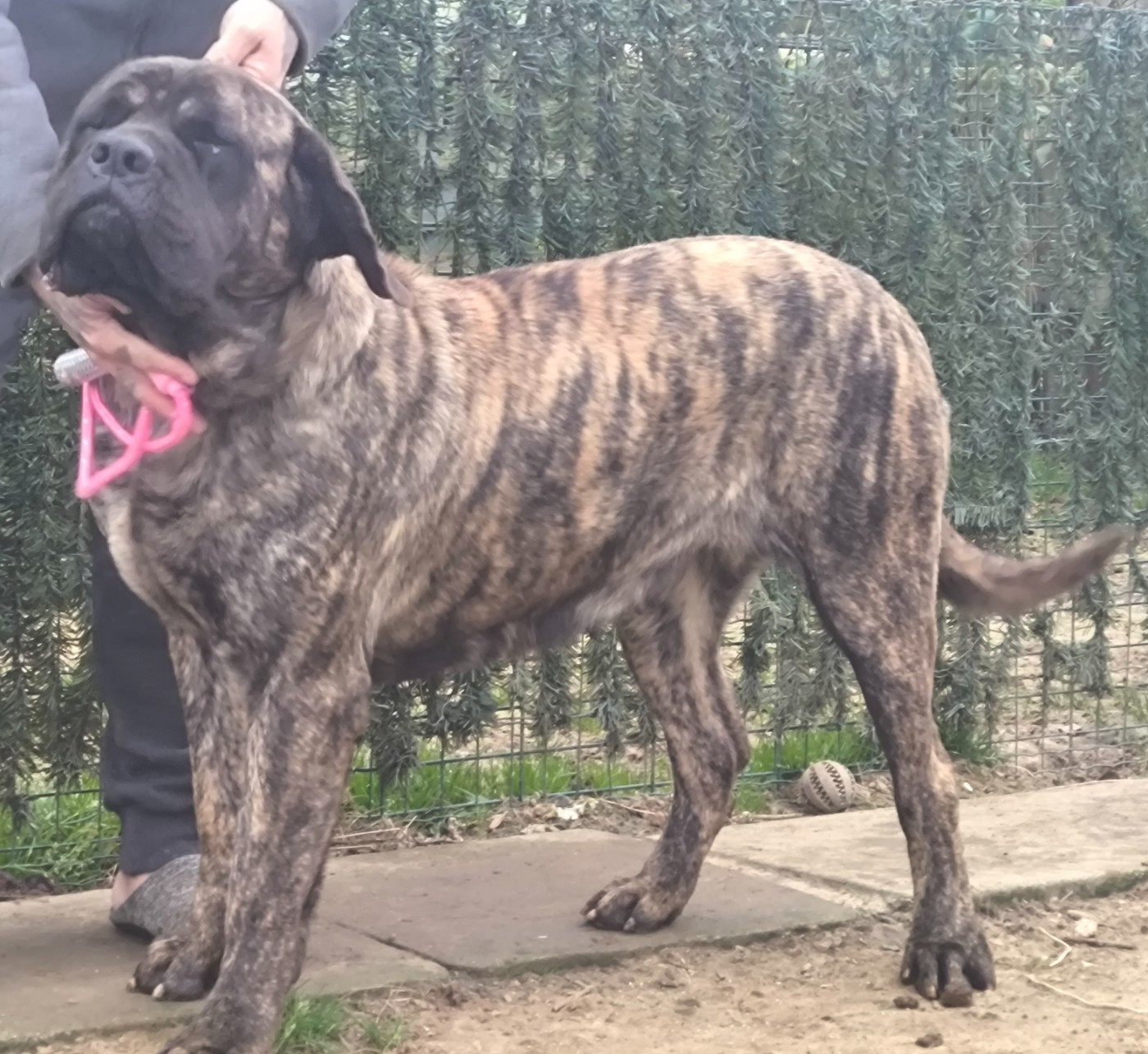 Uma Femelle bringée