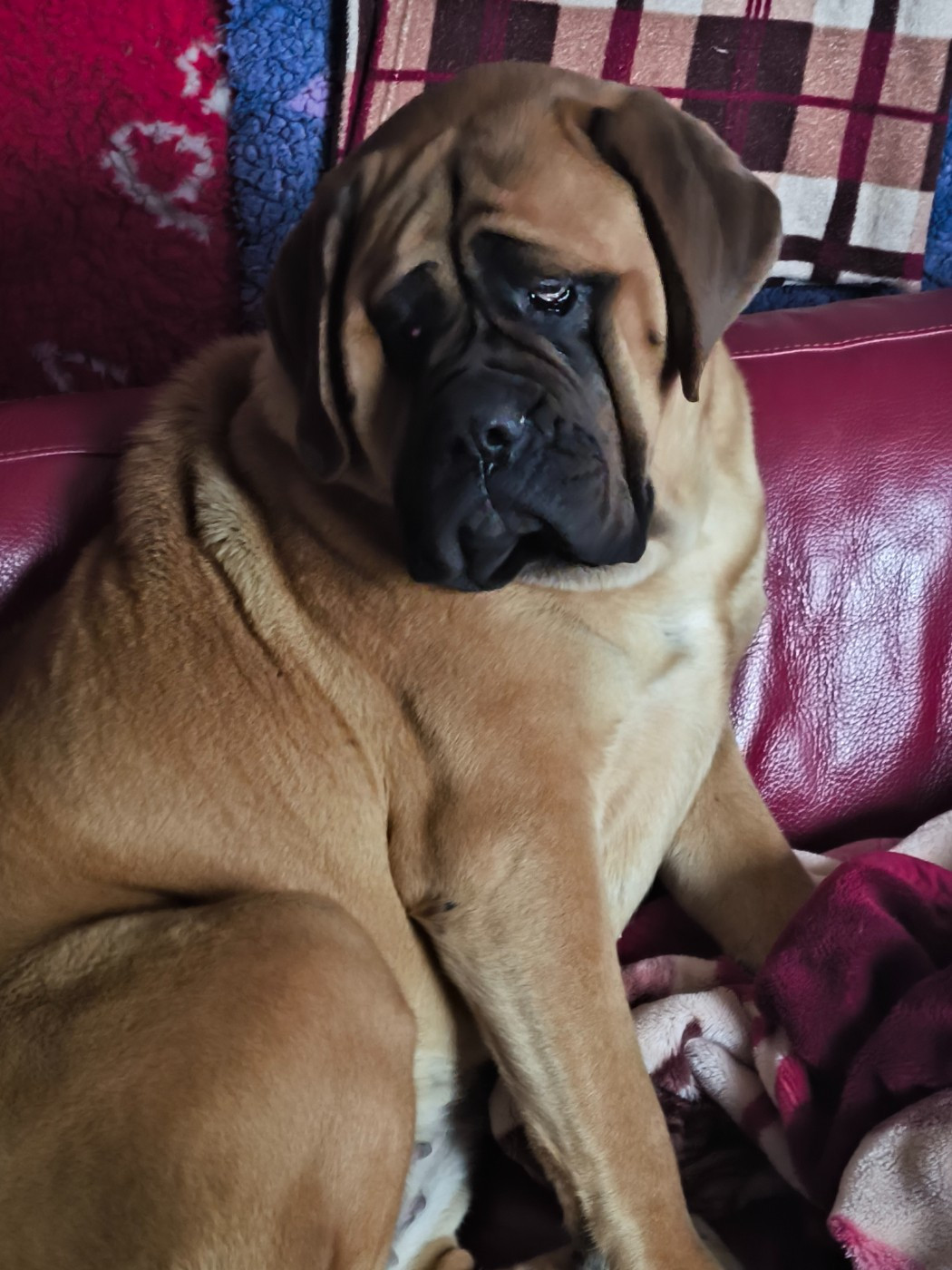 Du Domaine Des Dieux Du Feu