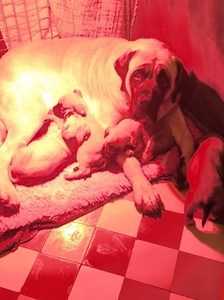 Du Domaine Des Dieux Du Feu - Mastiff - Portée née le 17/10/2025
