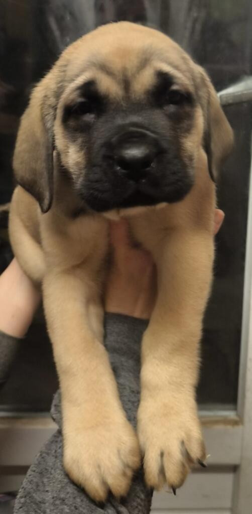 Du Domaine Des Dieux Du Feu - Chiots disponibles - Mastiff