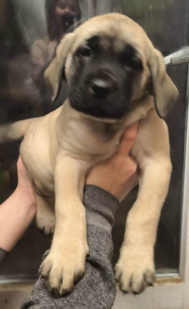 Du Domaine Des Dieux Du Feu - Chiots disponibles - Mastiff