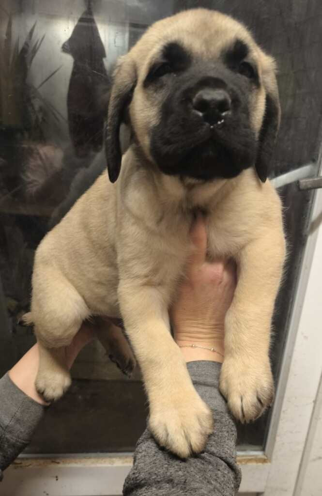 Du Domaine Des Dieux Du Feu - Chiots disponibles - Mastiff